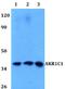 Aldo-keto reductase family 1 member C1 antibody, A03056-1, Boster Biological Technology, Western Blot image 