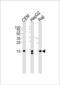 H2A Histone Family Member X antibody, LS-C204027, Lifespan Biosciences, Western Blot image 