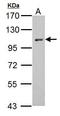 Neural Precursor Cell Expressed, Developmentally Down-Regulated 9 antibody, GTX105953, GeneTex, Western Blot image 