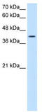 Actin Related Protein 2 antibody, TA338973, Origene, Western Blot image 