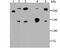 Spectrin Alpha, Non-Erythrocytic 1 antibody, A03831-2, Boster Biological Technology, Western Blot image 