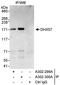 DExH-Box Helicase 57 antibody, A302-299A, Bethyl Labs, Immunoprecipitation image 