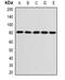 Mastermind Like Transcriptional Coactivator 3 antibody, orb388582, Biorbyt, Western Blot image 