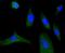 Eukaryotic Translation Initiation Factor 4E antibody, NBP2-66802, Novus Biologicals, Immunofluorescence image 