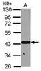 Acyl-CoA Dehydrogenase Short/Branched Chain antibody, PA5-29958, Invitrogen Antibodies, Western Blot image 