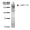 Hypoxia Up-Regulated 1 antibody, M04934, Boster Biological Technology, Western Blot image 