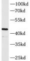 MAGE-3 antigen antibody, FNab04937, FineTest, Western Blot image 