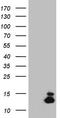 Melan-A antibody, LS-C789264, Lifespan Biosciences, Western Blot image 