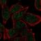 AE Binding Protein 2 antibody, PA5-54276, Invitrogen Antibodies, Immunofluorescence image 