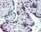 Cullin 9 antibody, orb89269, Biorbyt, Immunohistochemistry paraffin image 