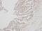 Interferon Alpha 8 antibody, LS-C185723, Lifespan Biosciences, Immunohistochemistry frozen image 