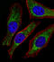 NADH:Ubiquinone Oxidoreductase Subunit B4 antibody, 61-061, ProSci, Immunohistochemistry paraffin image 