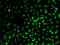 Protein Phosphatase 1 Regulatory Subunit 8 antibody, 22-418, ProSci, Immunofluorescence image 
