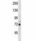 Receptor Interacting Serine/Threonine Kinase 1 antibody, F43338-0.4ML, NSJ Bioreagents, Western Blot image 