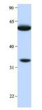 Histidine Rich Glycoprotein antibody, GTX47164, GeneTex, Western Blot image 