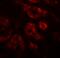 Double PHD Fingers 2 antibody, A07556-1, Boster Biological Technology, Immunofluorescence image 