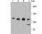 Vinculin antibody, NBP2-75708, Novus Biologicals, Western Blot image 