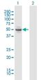 Oxidative Stress Induced Growth Inhibitor 1 antibody, H00029948-B01P, Novus Biologicals, Western Blot image 