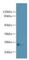 Family With Sequence Similarity 156 Member B antibody, LS-C378800, Lifespan Biosciences, Western Blot image 