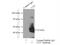 Ubiquitously Expressed Prefoldin Like Chaperone antibody, 11047-1-AP, Proteintech Group, Immunoprecipitation image 