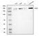 Bromodomain Adjacent To Zinc Finger Domain 1A antibody, A04090-1, Boster Biological Technology, Western Blot image 