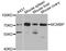 Minichromosome Maintenance Complex Binding Protein antibody, orb136994, Biorbyt, Western Blot image 