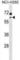 Methylcrotonoyl-CoA Carboxylase 2 antibody, abx030686, Abbexa, Western Blot image 