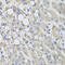 Proline Dehydrogenase 1 antibody, 19-891, ProSci, Immunohistochemistry paraffin image 