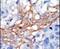 Phosphatidylinositol-4-Phosphate 5-Kinase Type 1 Gamma antibody, PA5-15284, Invitrogen Antibodies, Immunohistochemistry frozen image 