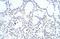 Zinc Finger Protein 580 antibody, A09434, Boster Biological Technology, Immunohistochemistry frozen image 