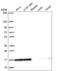 Nuclear Cap Binding Protein Subunit 2 antibody, NBP2-56303, Novus Biologicals, Western Blot image 