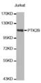 Protein Tyrosine Kinase 2 Beta antibody, abx000545, Abbexa, Western Blot image 