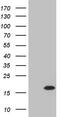 Twist-related protein 2 antibody, CF805301, Origene, Western Blot image 