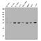 Collagen Triple Helix Repeat Containing 1 antibody, A05203-1, Boster Biological Technology, Western Blot image 