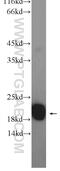 Neuronal Calcium Sensor 1 antibody, 10506-2-AP, Proteintech Group, Western Blot image 