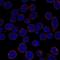 TNF Alpha Induced Protein 3 antibody, NBP2-68857, Novus Biologicals, Immunocytochemistry image 