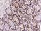PWP2 Small Subunit Processome Component antibody, 206242-T10, Sino Biological, Immunohistochemistry paraffin image 