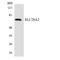 Solute Carrier Family 28 Member 2 antibody, LS-C200685, Lifespan Biosciences, Western Blot image 