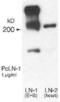 Laminin Subunit Alpha 1 antibody, PA1-16730, Invitrogen Antibodies, Western Blot image 