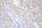 TSC Complex Subunit 2 antibody, M00229-1, Boster Biological Technology, Immunohistochemistry paraffin image 