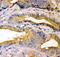 Tight Junction Protein 1 antibody, PB9234, Boster Biological Technology, Immunohistochemistry frozen image 