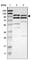 Mitogen-Activated Protein Kinase Kinase Kinase 21 antibody, HPA007636, Atlas Antibodies, Western Blot image 