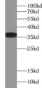 CLU antibody, FNab01782, FineTest, Western Blot image 
