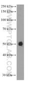 PD-L1 antibody, 66248-1-Ig, Proteintech Group, Western Blot image 