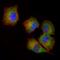 NME/NM23 Nucleoside Diphosphate Kinase 1 antibody, orb89458, Biorbyt, Immunofluorescence image 