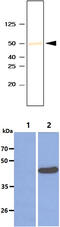 SET Domain Containing 7, Histone Lysine Methyltransferase antibody, MBS200006, MyBioSource, Western Blot image 