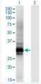 Homeobox protein Hox-B6 antibody, H00003216-M01-100ug, Novus Biologicals, Western Blot image 