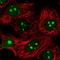 Importin 4 antibody, HPA066673, Atlas Antibodies, Immunocytochemistry image 