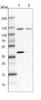 SH2 Domain Containing 4B antibody, NBP1-90896, Novus Biologicals, Western Blot image 