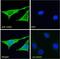 Calnexin antibody, NBP1-37774, Novus Biologicals, Immunocytochemistry image 